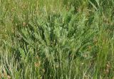 Astragalus pubiflorus