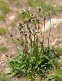 Plantago lanceolata. Цветущее растение. Армения, Вайоц Дзор, окр. монастыря Спитакавор. 02.05.2013.