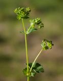 Alchemilla glabricaulis. Соцветие. Мурманская обл., Североморский р-н, окр. пос. Росляково. 07.06.2013.