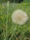 Tragopogon подвид major