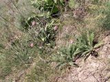 Jurinea lanipes. Цветущие растения. Киргизия, Чуйская обл., северный склон Киргизского хр. 24 мая 2012 г.