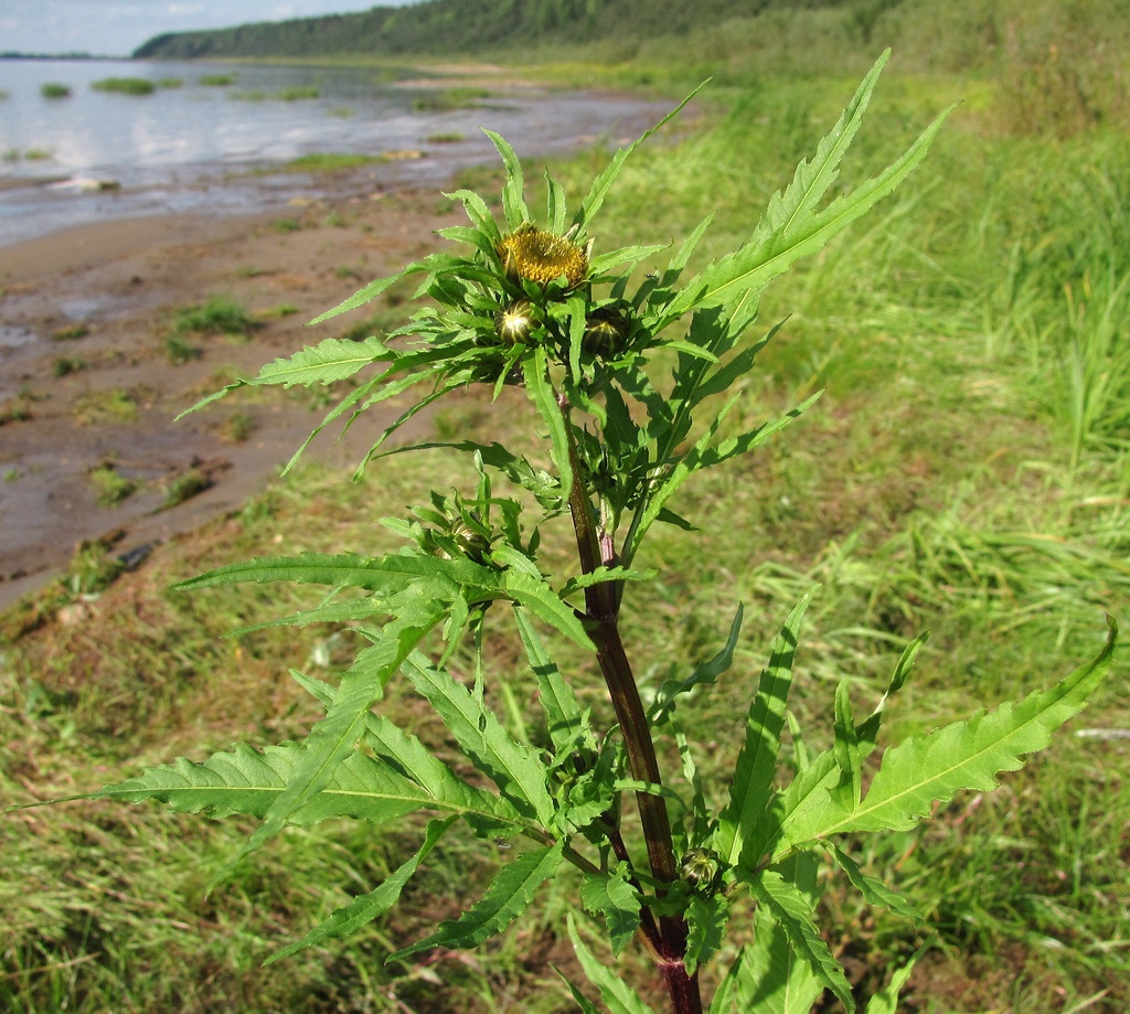 Изображение особи Bidens radiata.