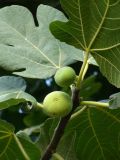 Ficus carica. Верхушка побега с созревающими соплодиями. Турция, пров. Анталья, р-н Кемер, пос. Кириш, в культуре.