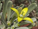 Neochamaelea pulverulenta. Цветок и бутоны. Испания, Канарские острова, Тенерифе, мыс Тено, в зарослях суккулентных кустарников. 5 марта 2008 г.