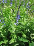 Veronica teucrium