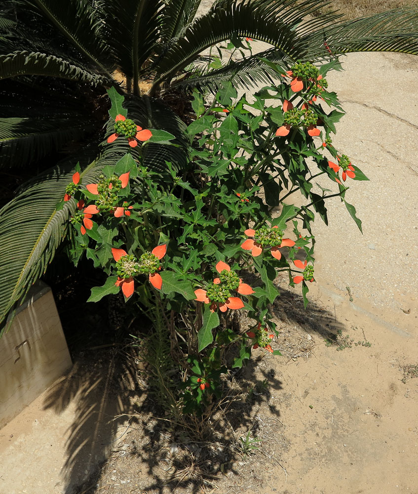 Изображение особи Euphorbia cyathophora.