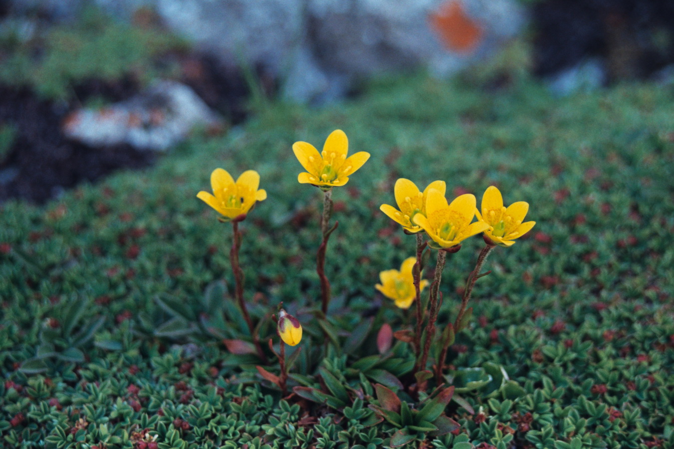 Изображение особи Saxifraga hirculus.