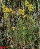 Galium borysthenicum