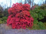 Cotinus coggygria