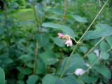 Symphoricarpos albus var. laevigatus