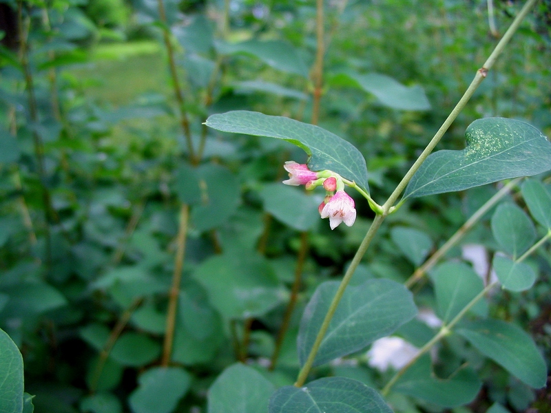 Изображение особи Symphoricarpos albus var. laevigatus.