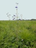 Delphinium cheilanthum. Верхняя часть цветущего и плодоносящего побега. Иркутская обл., Иркутский р-н, окр. дер. Позднякова, заболоченный луг с ивами. 27.07.2015.