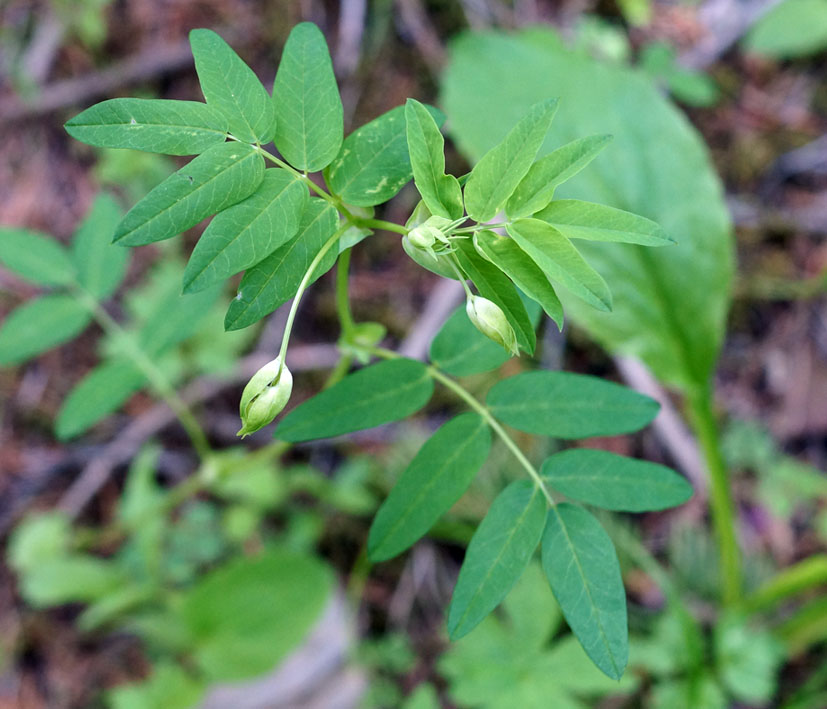 Изображение особи Astragalus aksuensis.