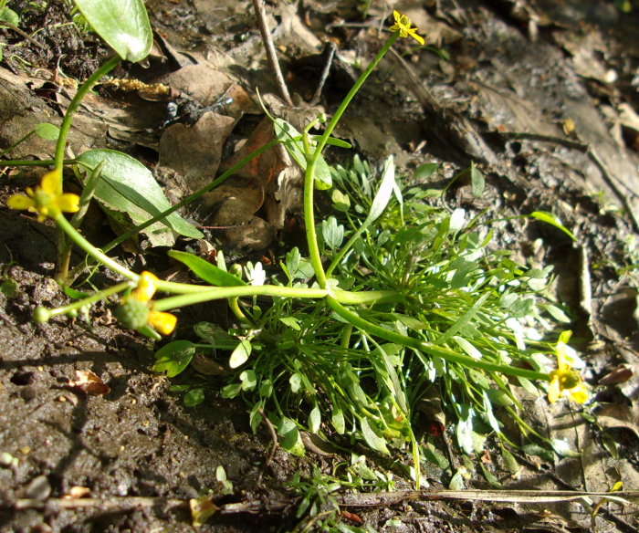 Изображение особи Ranunculus polyphyllus.