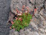 Saxifraga funstonii. Цветущее растение. Камчатский край, Ключевская группа вулканов, Толбачинский дол, лавовое поле. 18.07.2013.