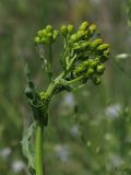 Senecio schwetzowii