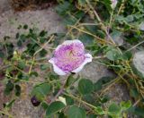 Capparis zoharyi