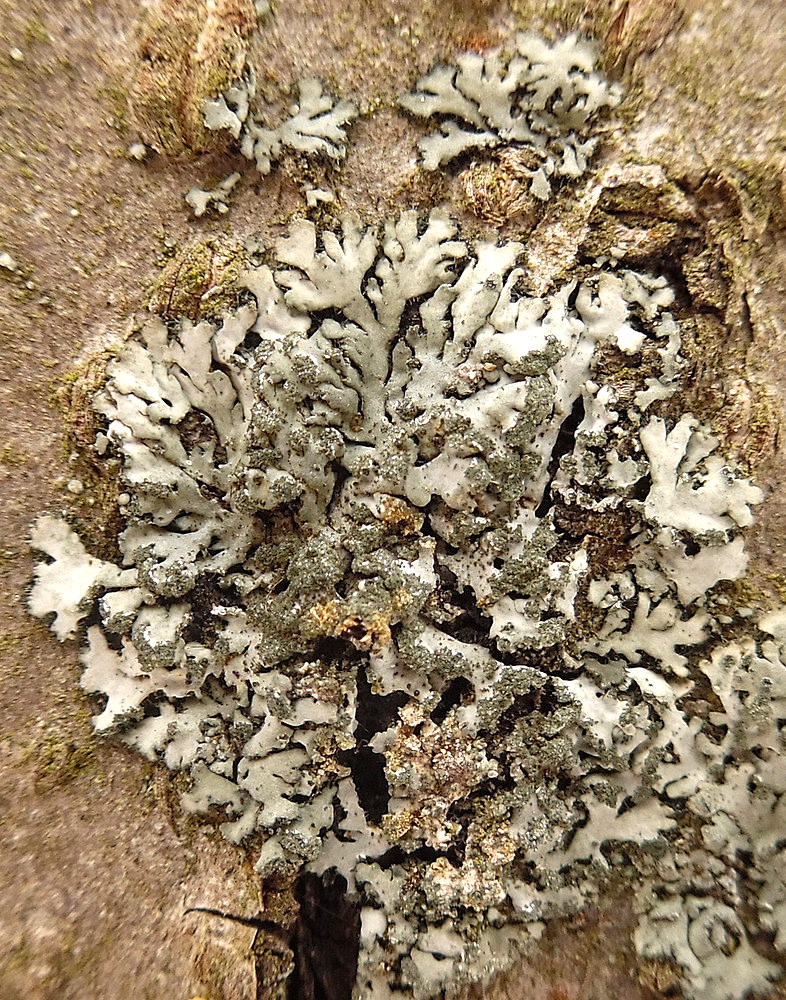 Image of Phaeophyscia orbicularis specimen.