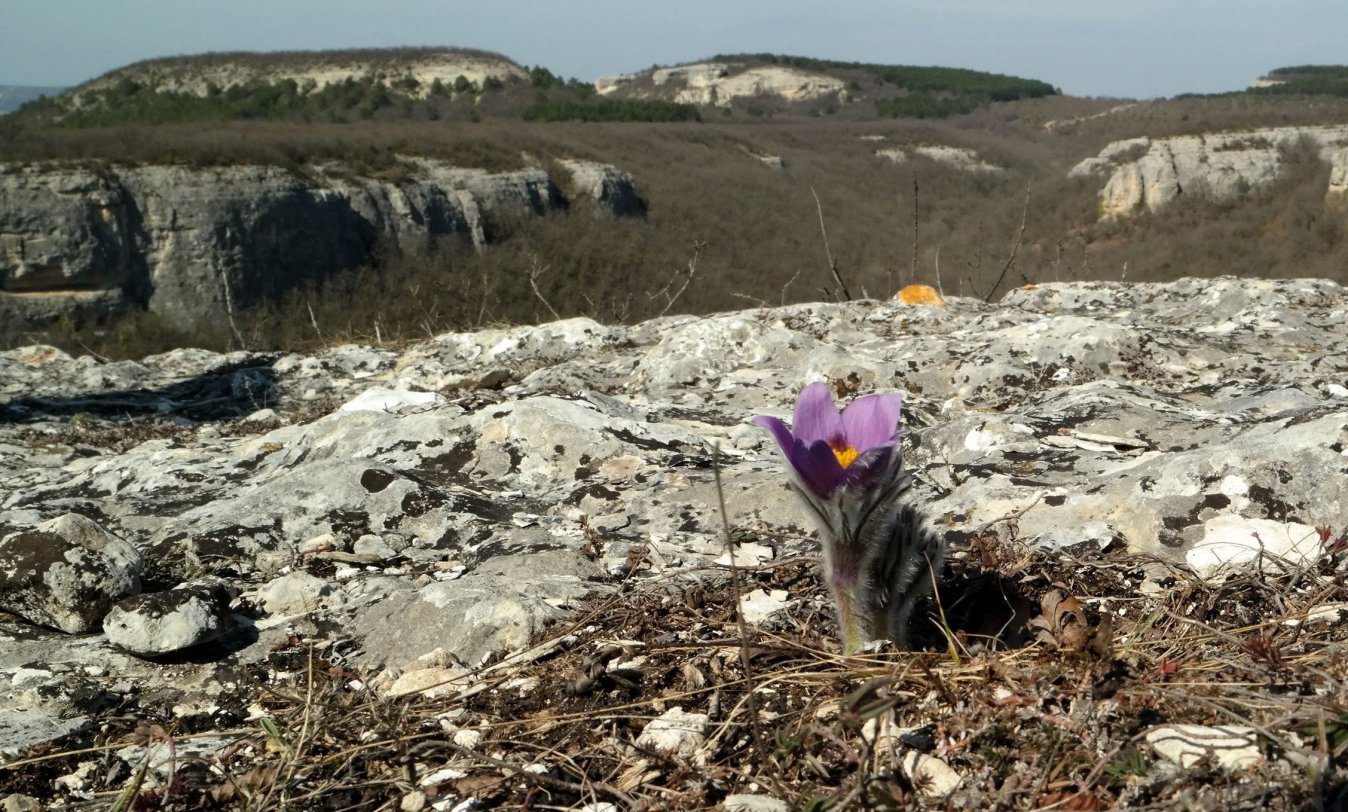 Изображение особи Pulsatilla taurica.