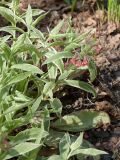 Pulmonaria rubra