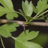 род Crataegus