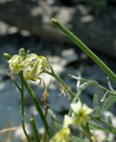 Matthiola odoratissima. Верхушки генеративных побегов с цветками и плодами разной степени зрелости. Краснодарский край, окраина г. Геленджик, Толстый мыс, обнажённый участок мелового склона в балке, выходящей к обрывистому берегу. 06.06.2017.