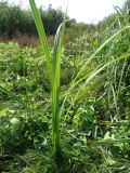 род Scirpus. Листья. Украина, Донецкая обл., Новоазовский р-н, заповедник \"Хомутовская степь\", берег р. Грузский Еланчик. 26.08.2017.