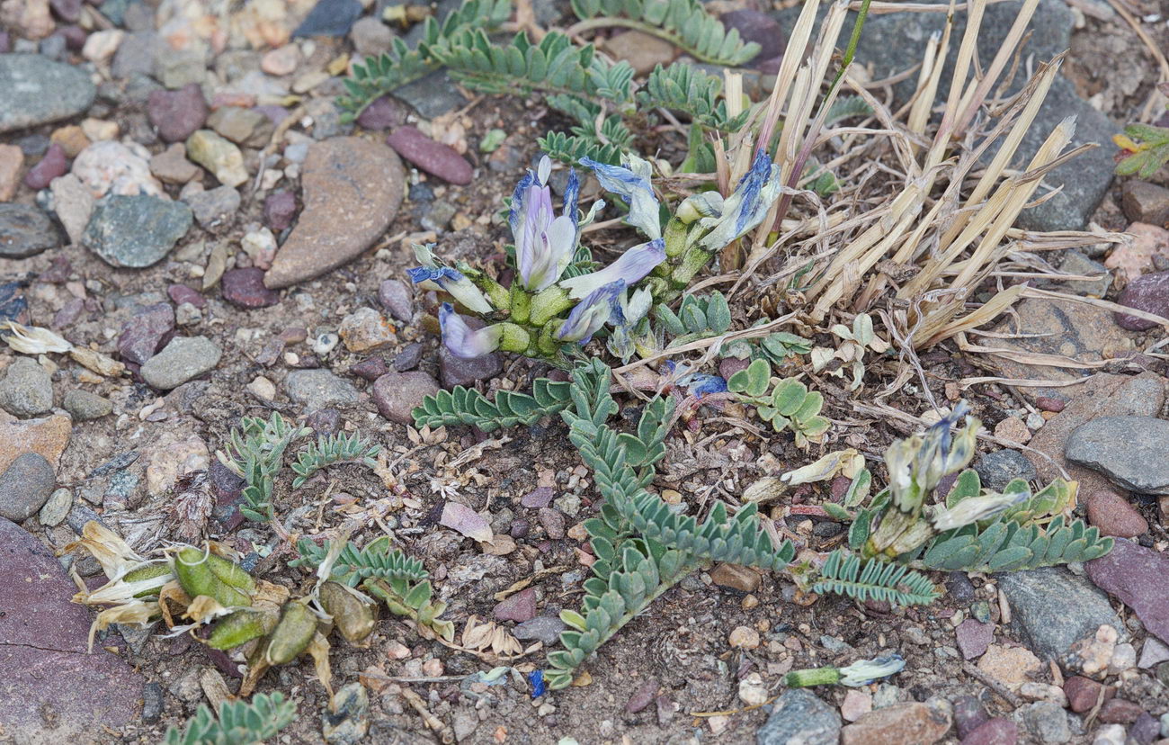 Изображение особи Astragalus tibetanus.