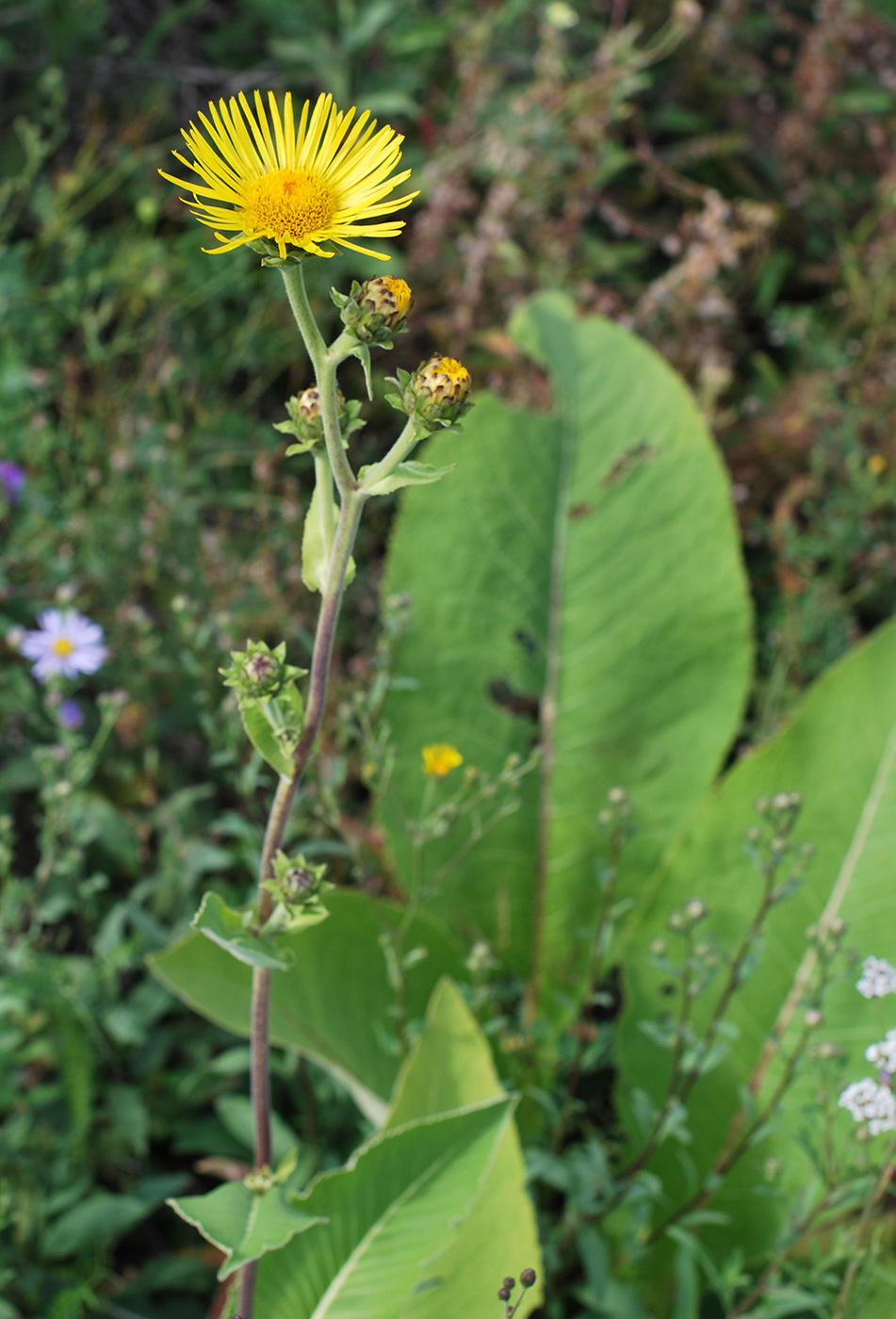 Изображение особи Inula helenium.