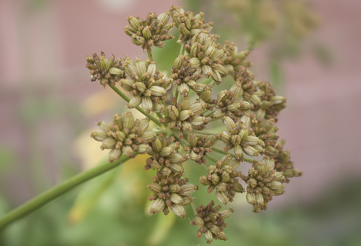 Изображение особи Levisticum officinale.