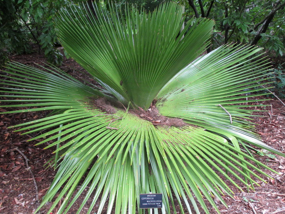 Изображение особи Copernicia macroglossa.