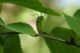 Cercidiphyllum japonicum