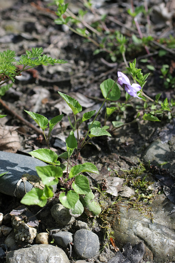 Изображение особи Viola sieheana.