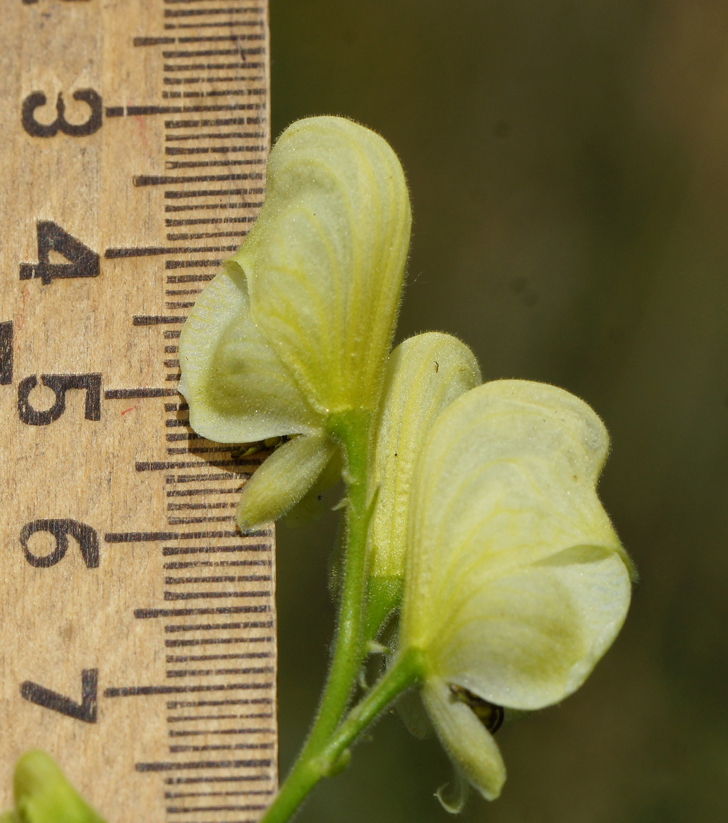 Изображение особи Aconitum anthoroideum.