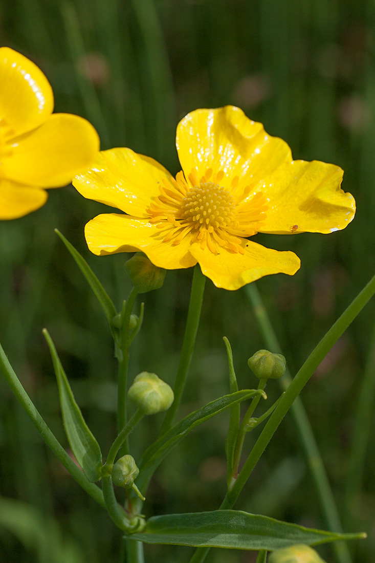 Изображение особи Ranunculus lingua.