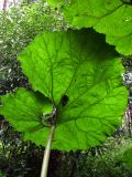 Petasites hybridus