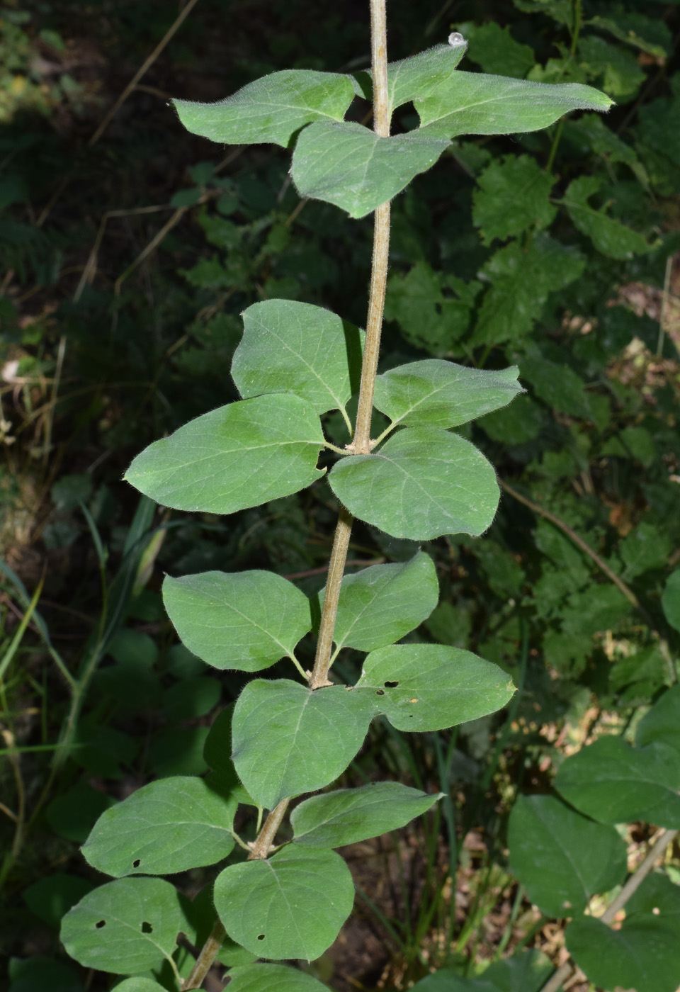 Изображение особи Lonicera korolkowii.