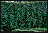 Parthenocissus quinquefolia