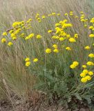 Tanacetum millefolium