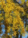 Populus × canescens. Ветви с листьями в осенней окраске. Санкт-Петербург, Московский парк Победы. 14.10.2018.