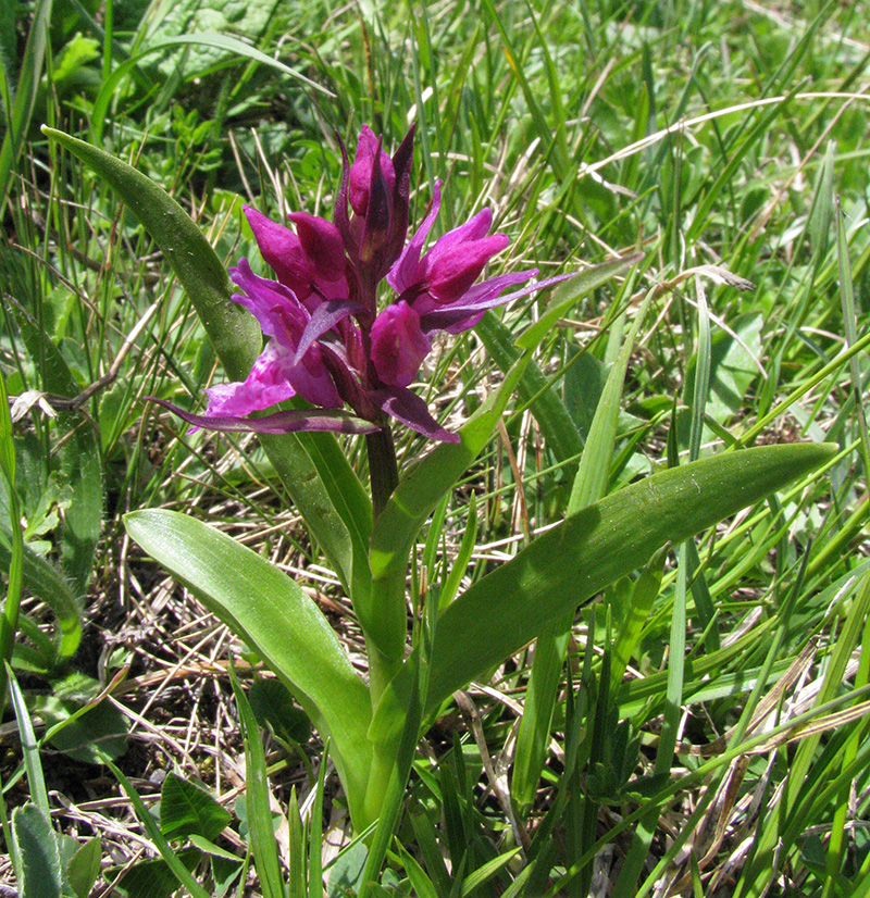 Изображение особи Dactylorhiza euxina.