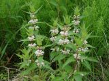 Lamium подвид orientale