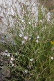 Gypsophila patrinii