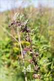 Artemisia vulgaris. Верхушка растения с галлами. Ленинградская обл., Ломоносовский р-н, долина р. Шингарка, разнотравный луг на известняке. 06.08.2019.