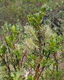 Salix uralicola