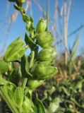 Anchusa ochroleuca