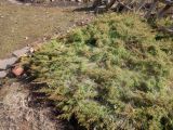 род Juniperus