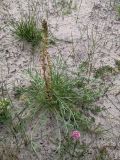Artemisia borealis. Цветущее растение. Гыданский п-ов, побережье Обской губы, вершина холма. 06.08.2021.