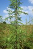 Artemisia abrotanum