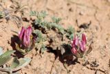 Astragalus dolichocarpus. Соцветия. Узбекистан, Ташкентская обл., Кибрайский р-н, предгорья хр. Каржантау, окр. пос. Майский. 30.03.2022.